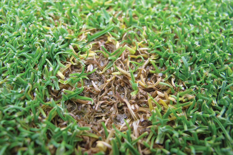 Anthracnose annual bluegrass