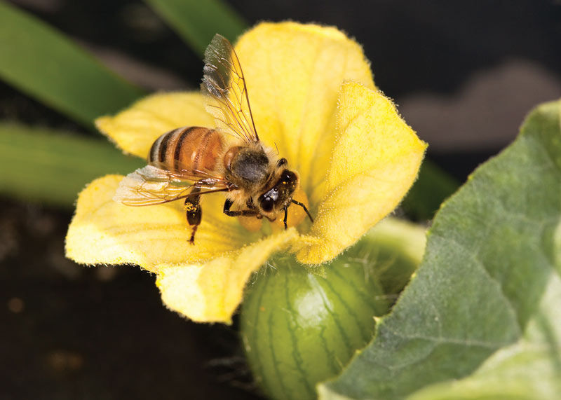 Neonicotinoids bee health
