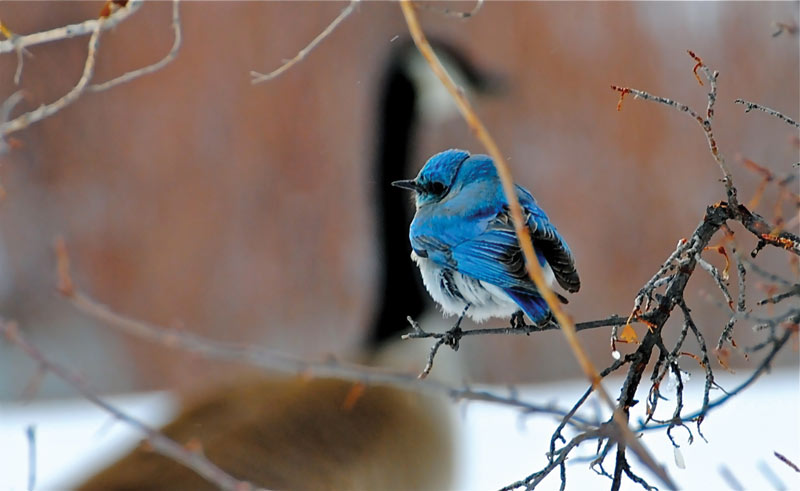 Be mindful of migratory birds