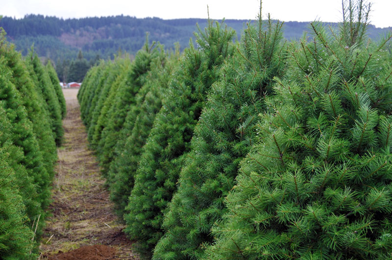 Recycling Christmas trees