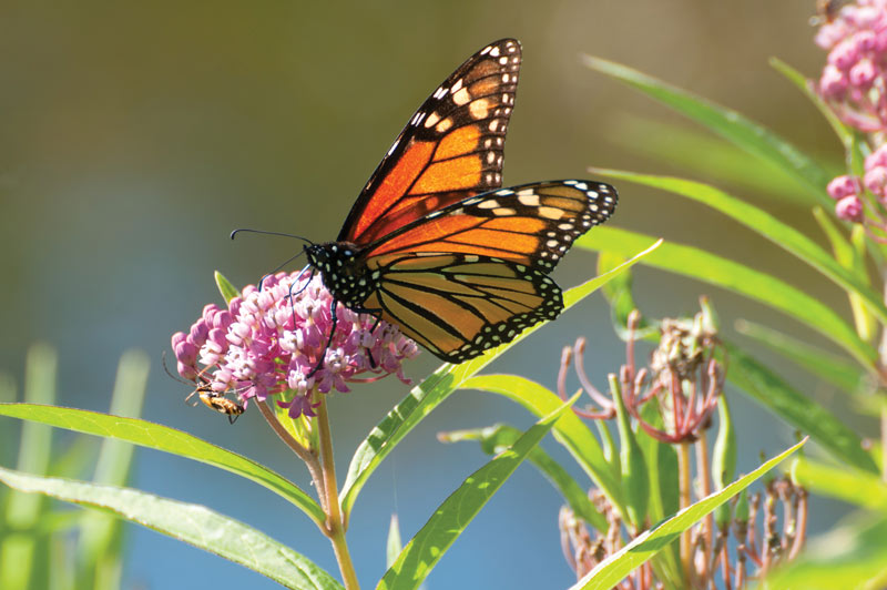 Making a way for monarchs Making a way for monarchs