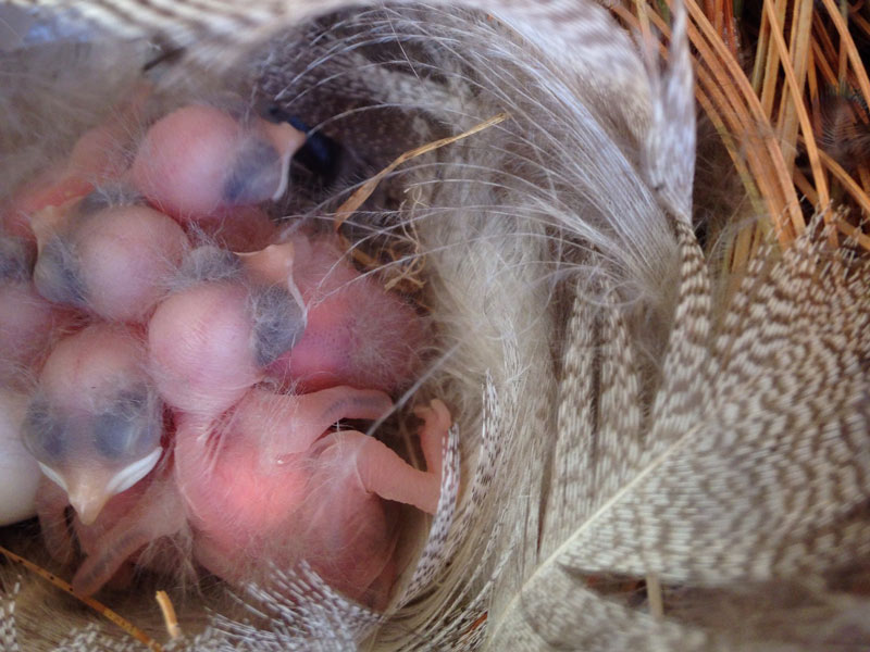 Sable Oaks Golf Club nest box