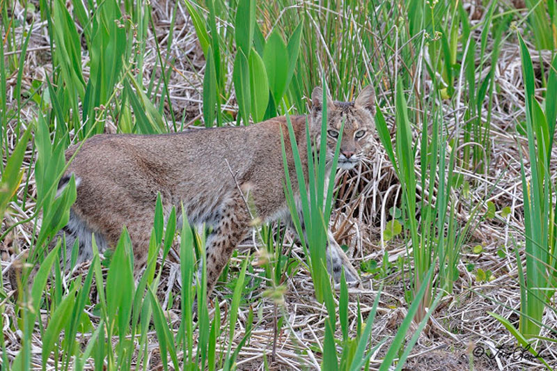 WIN-Bobcat,-The-Villages,-FL-Photo-Credit-Tom-Lamb