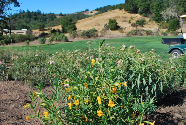 Golf course milkweed