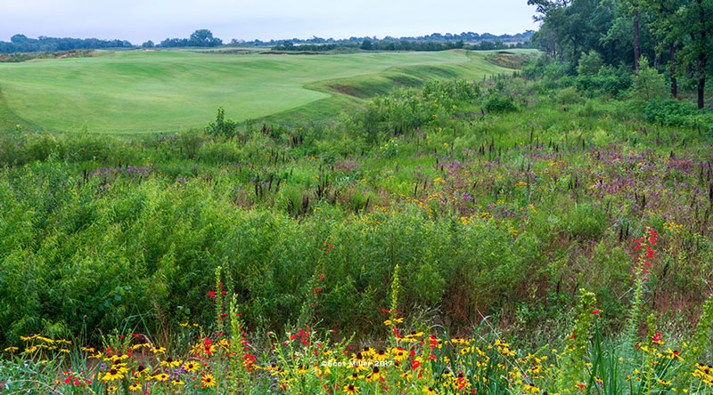 Trinity Forest Green Star