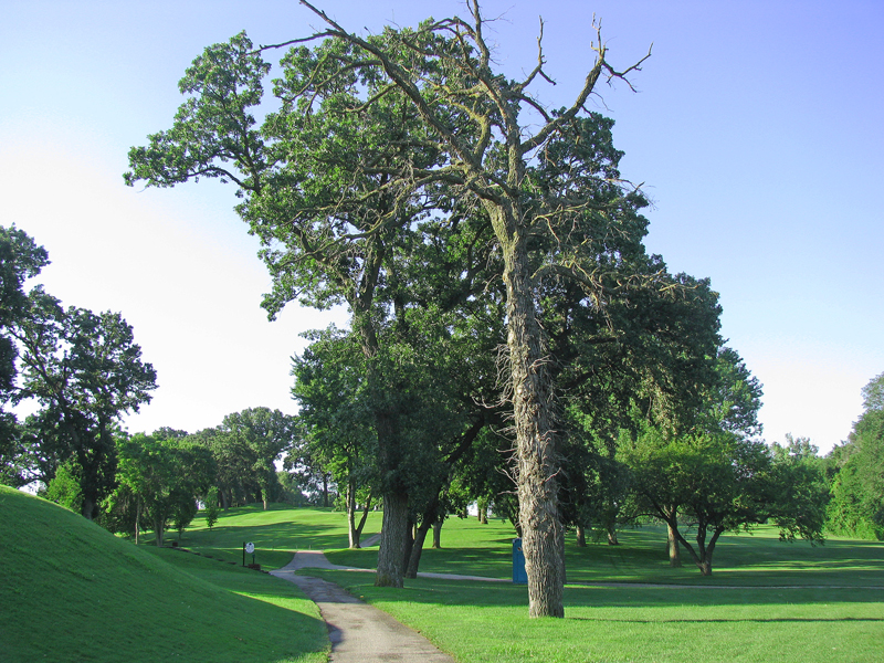 Triage for trees