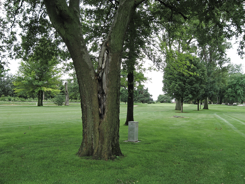 Triage for trees Triage for trees