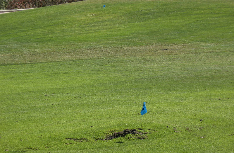 An irrigation evaluation Turf stress test
