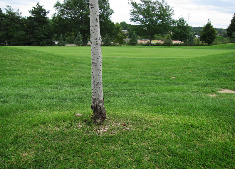 Tree care: In good company Mower blight