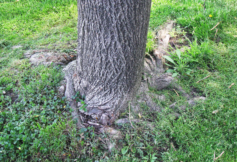 Stem-girdling roots