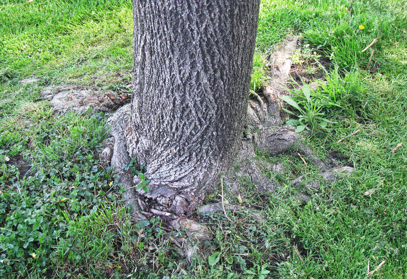 Tree care: In good company Stem-girdling roots