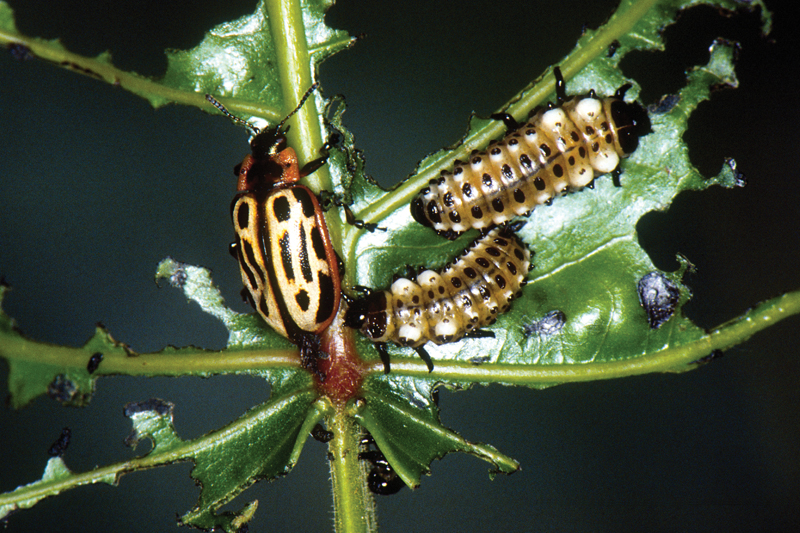 Cottonwood leaf beetle