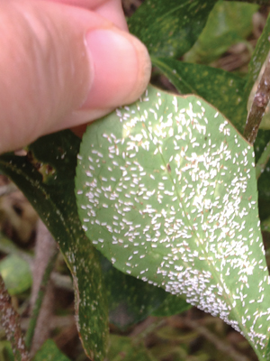 scouting3-euonymus-leaf- Euonymus leaf