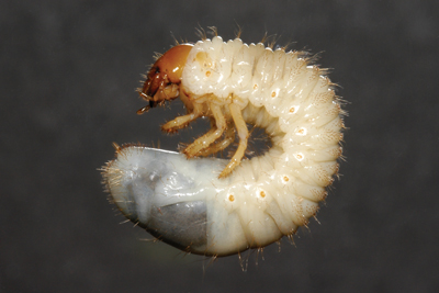 scouting4-masked chafer-larva Masked chafer larva