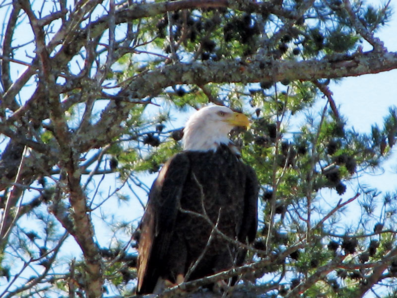 Electric maintenance equipment: Can you hear me now? Harrison Bay Eagle Cam