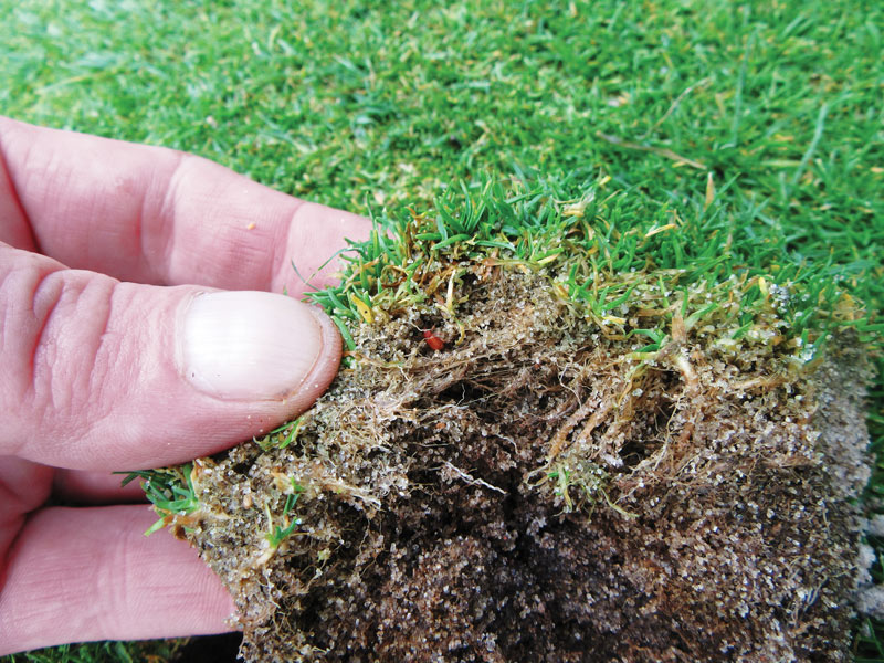 Turfgrass insect management: The windshield or the bug