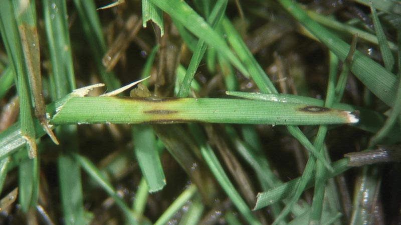 Ink spot on golf course turf - GCMOnline.com