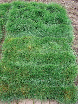 Low-maintenance ground covers for Pacific Northwest municipalities Low-maintenance ground covers