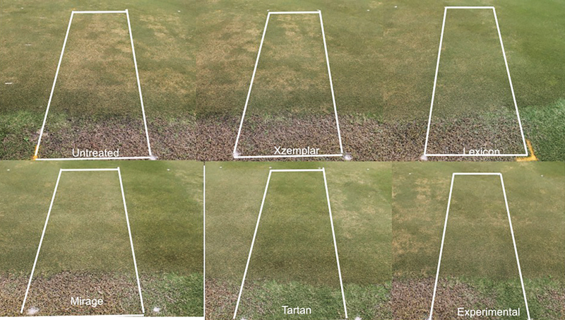 Take All Root Rot On The Increase In The Carolinas Gcmonline Com