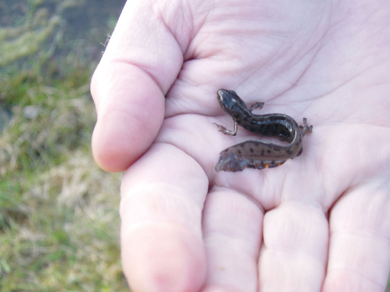 Smooth newt salamander