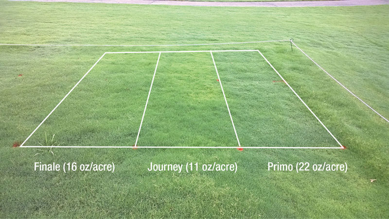 Using PGRs in golf course roughs Bermudagrass rough