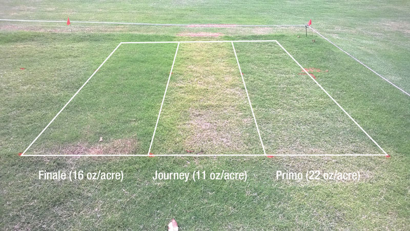 Using PGRs in golf course roughs PGR research plot