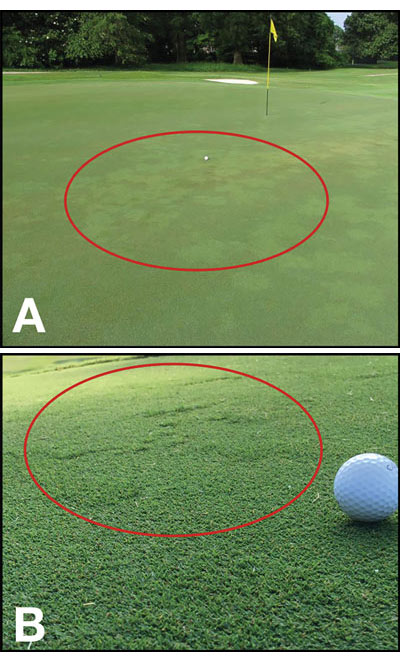 Update on off-type grasses in ultradwarf bermudagrass putting greens Bermudagrass off-type grasses