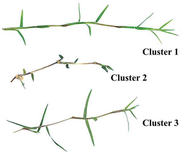Update on off-type grasses in ultradwarf bermudagrass putting greens Grass morphological clusters