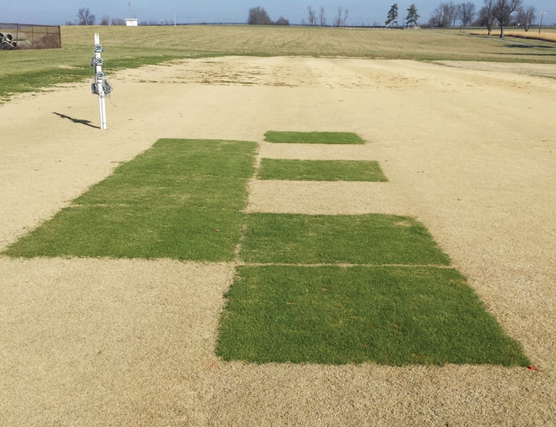 Overseeding bermudagrass