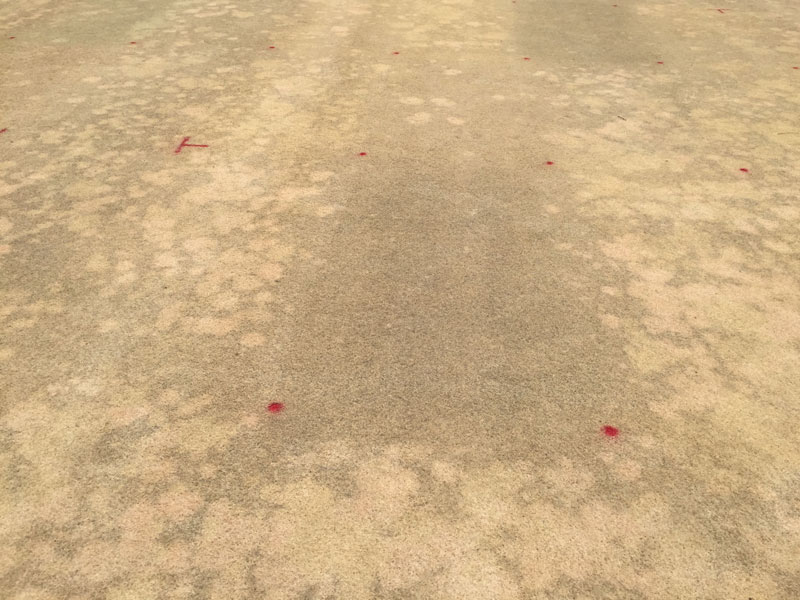 Cream leaf blight of ultradwarf bermudagrass Cream leaf blight management