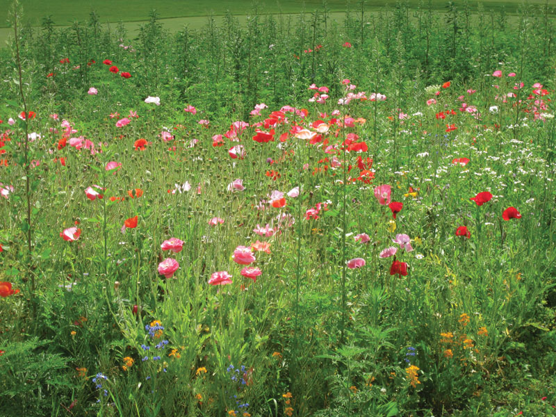 Pollinators in the turfgrass ecosystem: Best management practices Golf course pollinator habitat