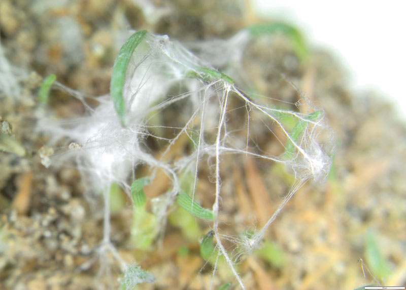 Cream leaf blight of ultradwarf bermudagrass Limonomyces roseipellis