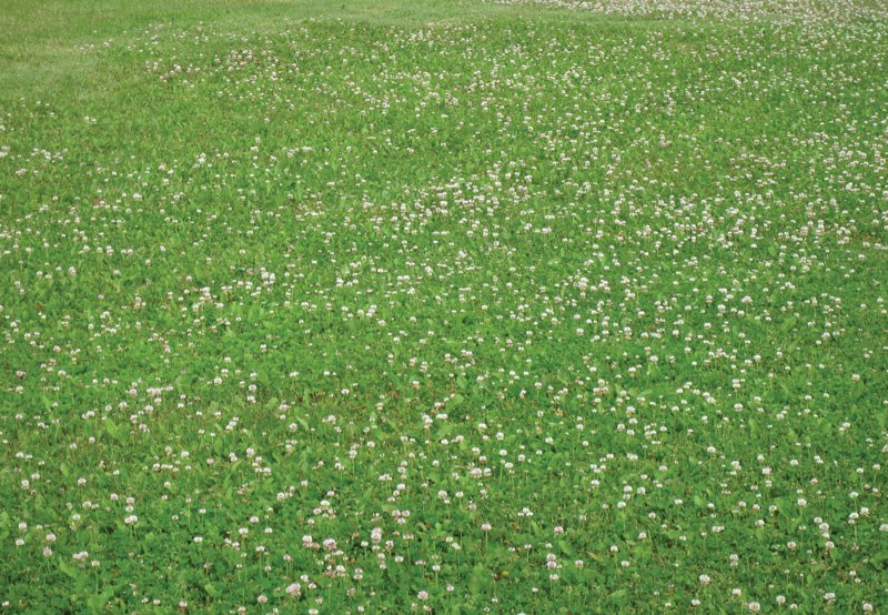 Pollinators in turf