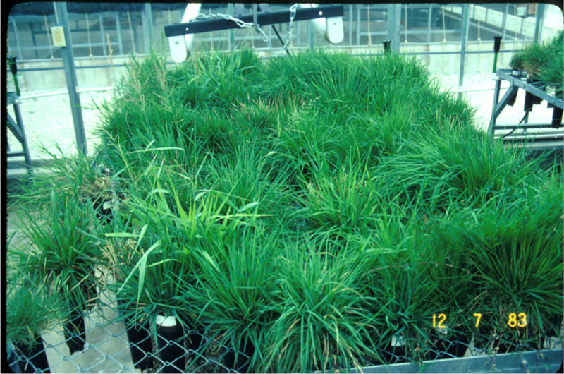 Zoysiagrass genetic diversity