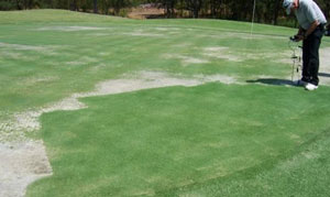 The zoysiagrass solution for salinity Zoysiagrass on greens