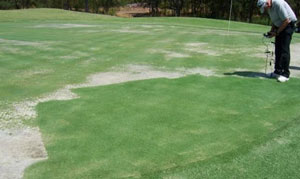 Zoysiagrass on greens