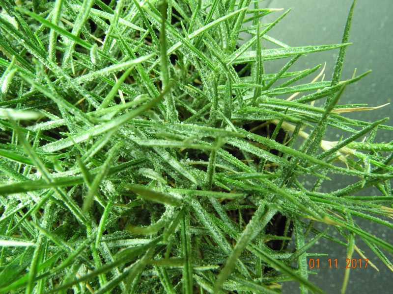 Zoysiagrass salinity
