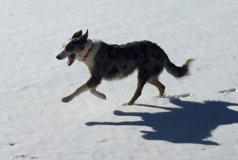 Dogged pursuit: Border collies for golf course geese control Golf course goosedog