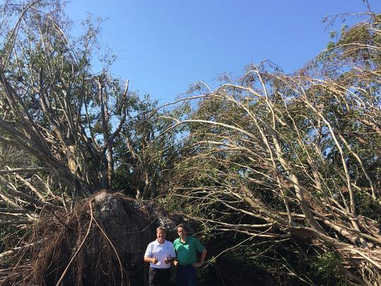 Quail Creek Country Club rebounds from Hurricane Irma Hurricane Irma golf course