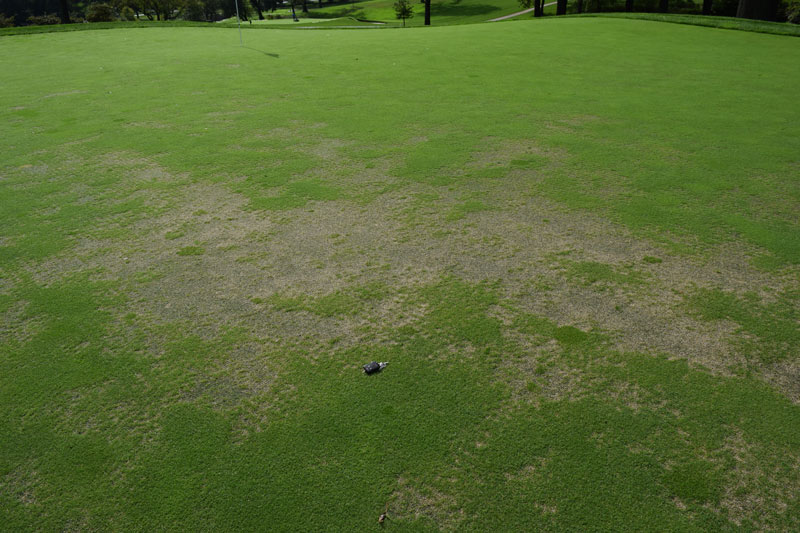 Nematode updates for cool- and warm-season turf Nematode damage