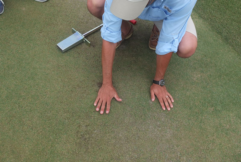 Nematode updates for cool- and warm-season turf Nematodes in turf