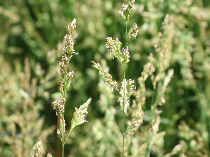 TurfgrassSeeds TurfgrassSeeds