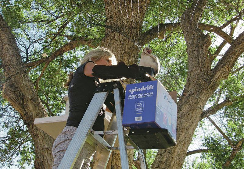 Enlisting owls for prairie dog control Santa Fe Country Club owl
