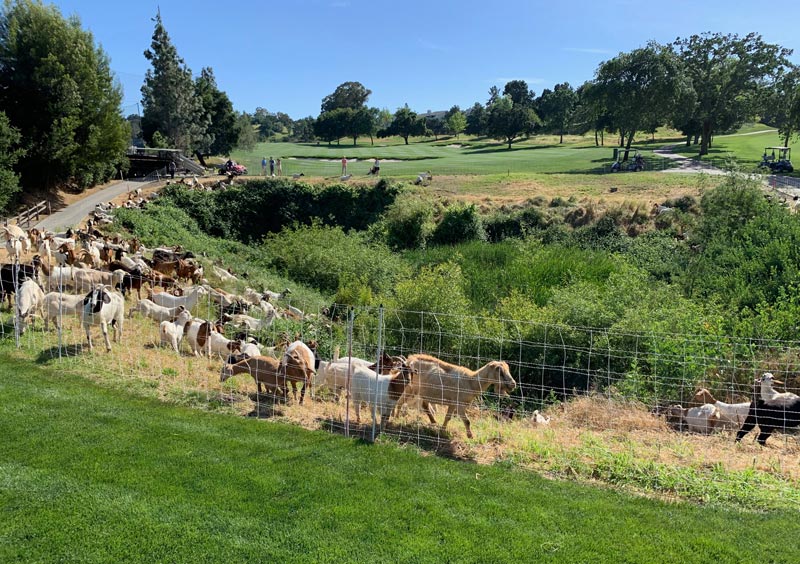 Goats on the grounds crew at Contra Costa Country Club Contra Costa Country Club