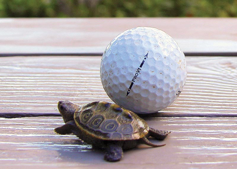 Turtle power: Georgia golf club hatches diamondback terrapins Diamondback terrapin golf course