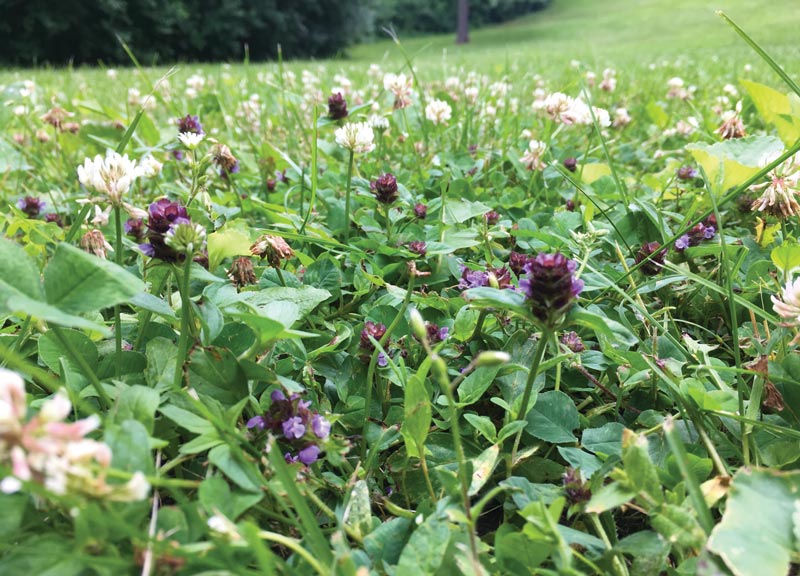 Flowering bee lawn