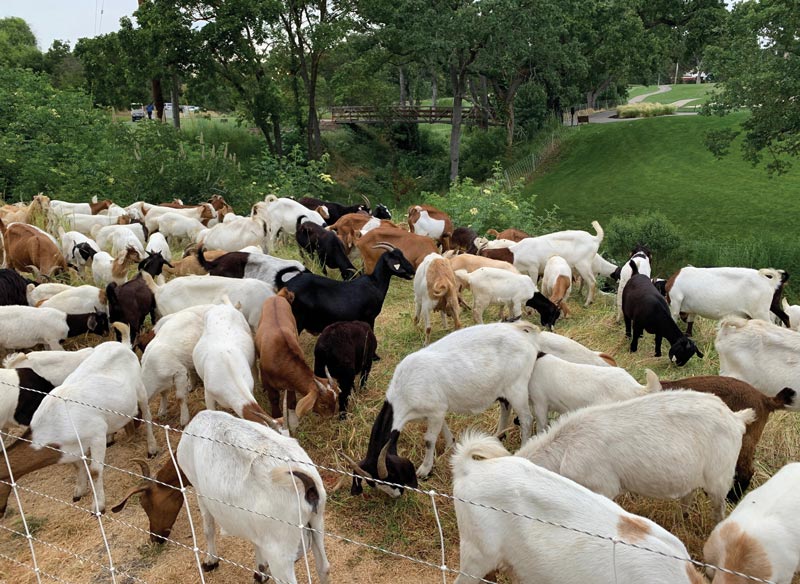 Goats on the grounds crew at Contra Costa Country Club Goats golf course