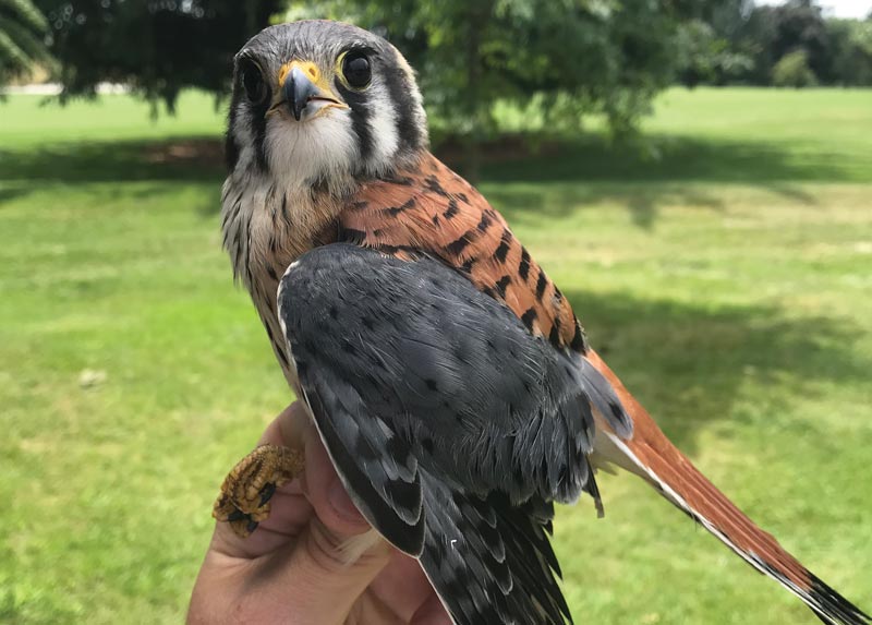 Golf course kestrel