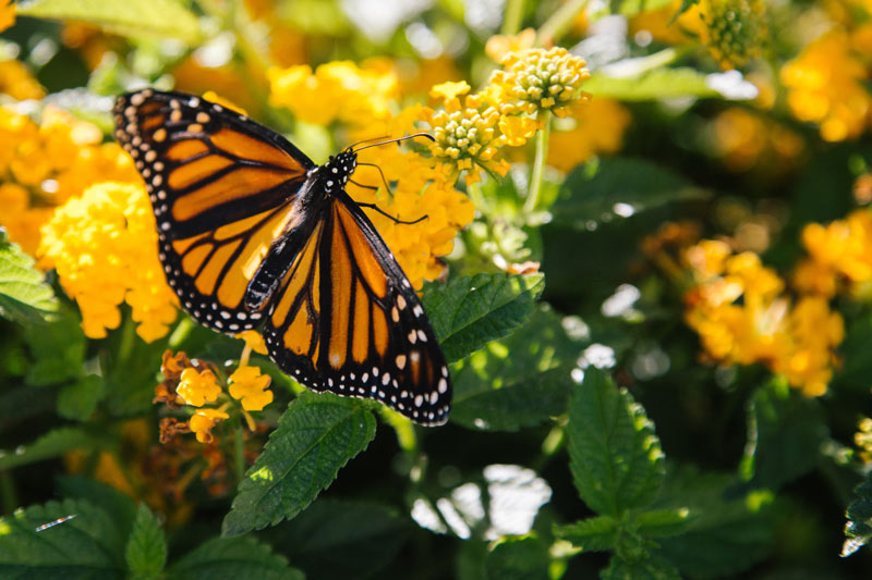 Monarch butterfly seeds