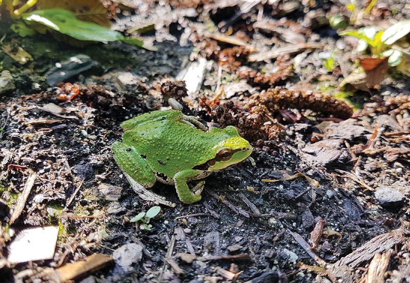 Fairway to table: Growing fresh food at Cordova Bay Golf Course Pacific green tree frog